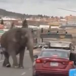 Elephant Roams Montana Streets After Escaping Circus