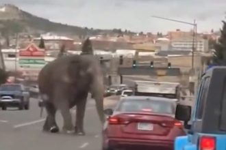 Elephant Roams Montana Streets After Escaping Circus