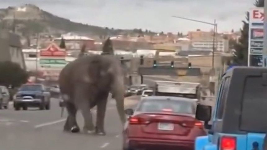 Elephant Roams Montana Streets After Escaping Circus