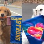 New Boston Marathon Dog Tapped To Replace Beloved Spencer Along Race Route