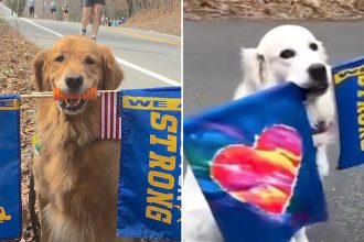 New Boston Marathon Dog Tapped To Replace Beloved Spencer Along Race Route