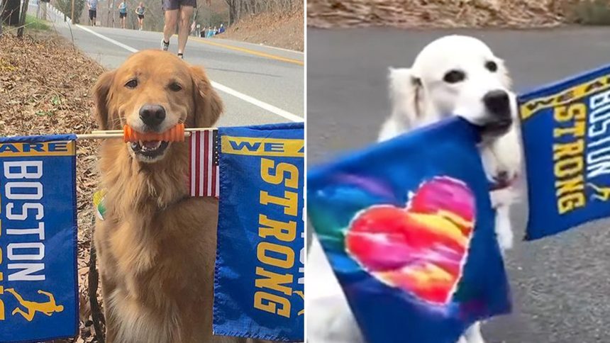 New Boston Marathon Dog Tapped To Replace Beloved Spencer Along Race Route