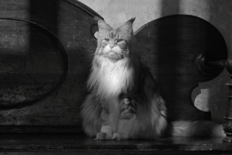 Why Hollywood Is Really Into Cats Right Now