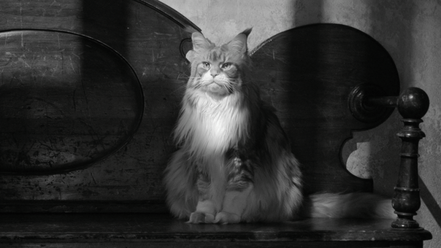 Why Hollywood Is Really Into Cats Right Now