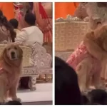 Anant Ambani and Radhika Merchant's dog Happy steals the show at wedding ceremony in colour-coordinated sherwani |