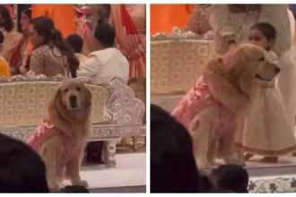 Anant Ambani and Radhika Merchant's dog Happy steals the show at wedding ceremony in colour-coordinated sherwani |