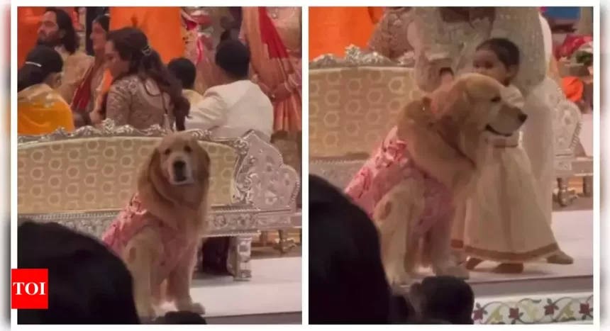 Anant Ambani and Radhika Merchant's dog Happy steals the show at wedding ceremony in colour-coordinated sherwani |