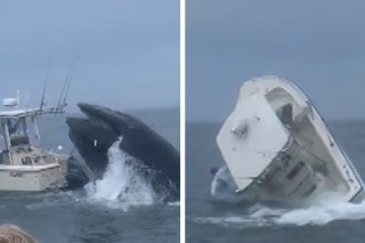 Whale Breaches Off New Hampshire, Capsizes Boat on Video