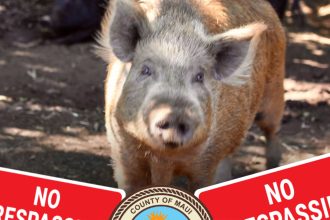 Maui Animal Sanctuary Beefs Up Security After Pet Pig Theft, Brutal Killing