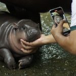 How to Livestream Moo Deng, Baby Pygmy Hippo From Thailand