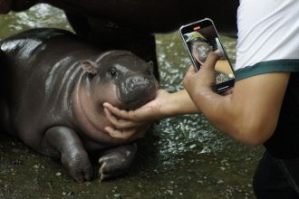 How to Livestream Moo Deng, Baby Pygmy Hippo From Thailand