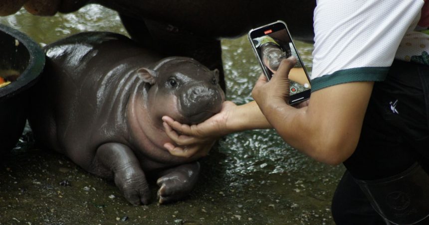 How to Livestream Moo Deng, Baby Pygmy Hippo From Thailand