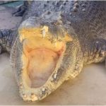 Burt, the iconic saltwater crocodile from 'Crocodile Dundee', passes away in Darwin at 90 | English Movie News